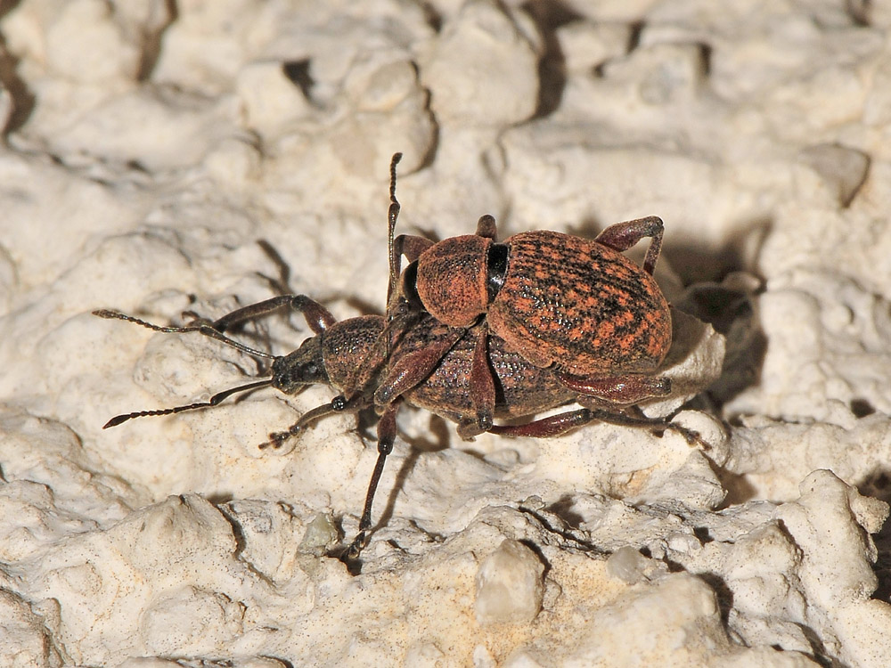 Otiorhynchus da identificare - Dodecastichus geniculatus